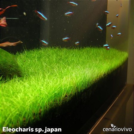 Eleocharis sp japan