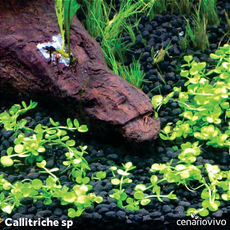 Callitriche sp.