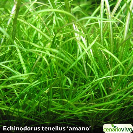Echinodorus tenellus 'amano'
