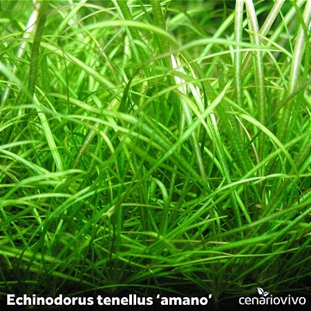 Echinodorus tenellus 'amano'