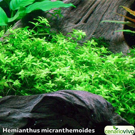 Hemianthus micranthemoides