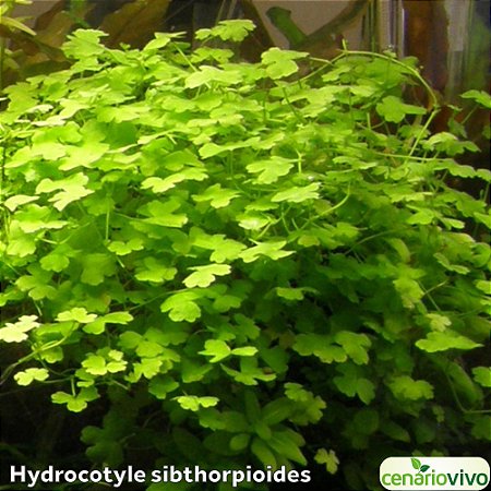 Hydrocotyle sibthorpioides (maritima)
