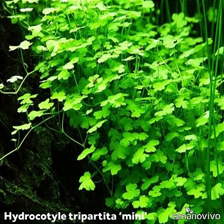 Hydrocotyle tripartita 'mini'