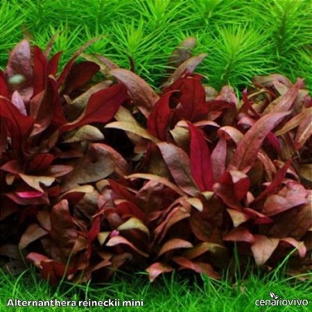 Alternanthera reineckii mini