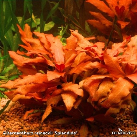 Alternanthera reineckii 'Splendida'