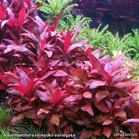 Alternanthera reineckii variegata