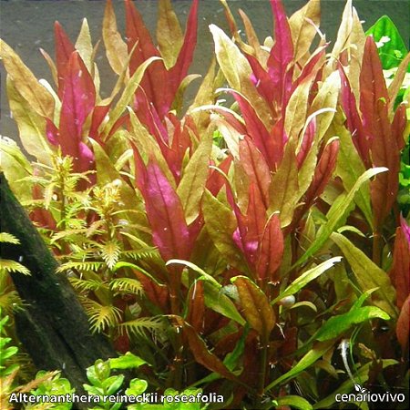 Alternanthera reineckii roseafolia