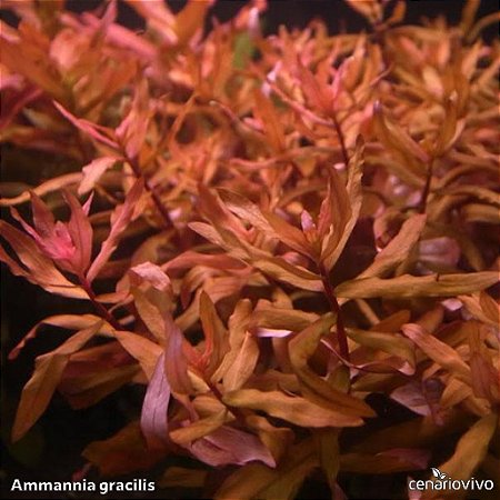 Ammannia gracilis