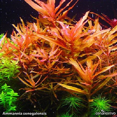 Ammannia senegalensis