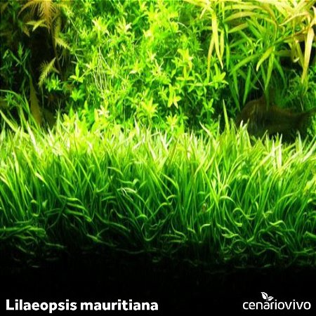 Lilaeopsis mauritiana