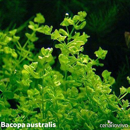 Bacopa australis