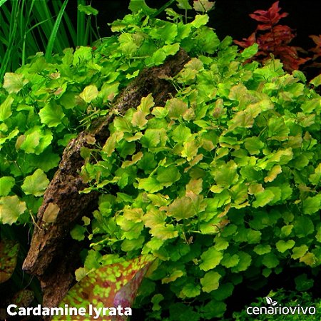 Cardamine lyrata