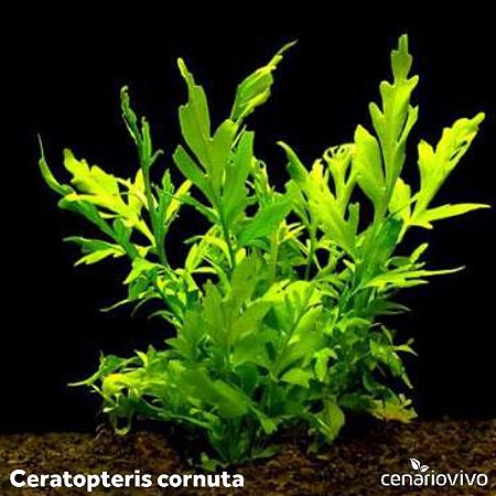 Ceratopteris cornuta (Samambaia Lisa)