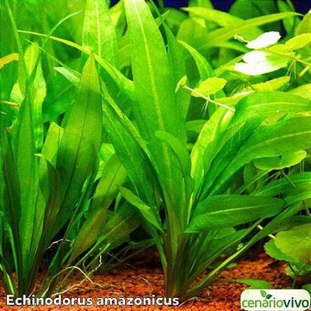 Echinodorus amazonicus (Amazonense)