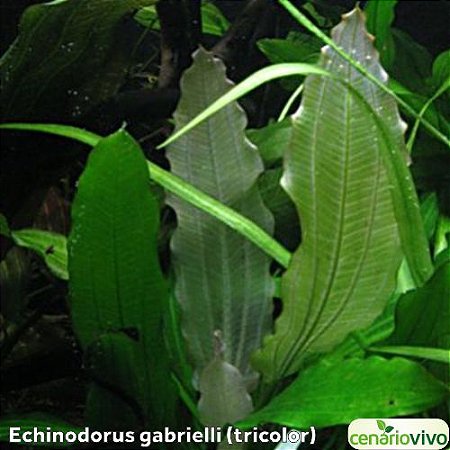 Echinodorus gabrielli tricolor