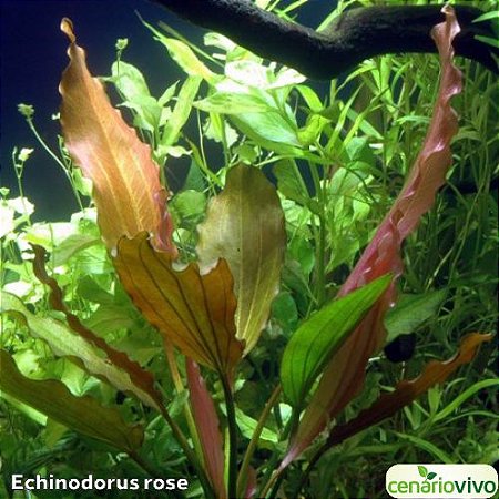 Echinodorus Rose