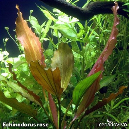 Echinodorus Rose