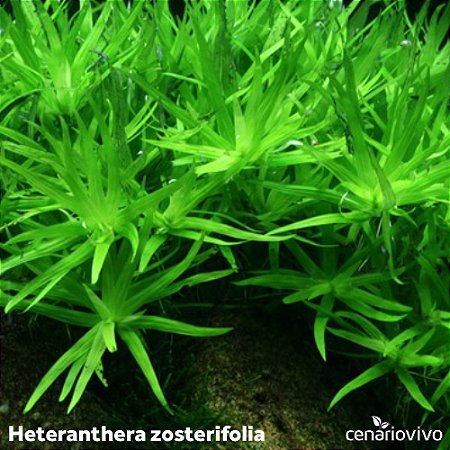 Heteranthera zosterifolia