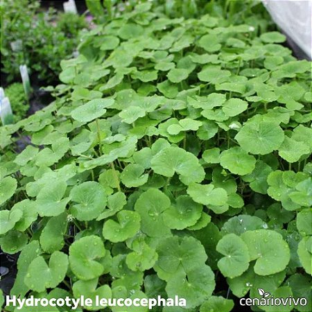 Hydrocotyle leucocephala