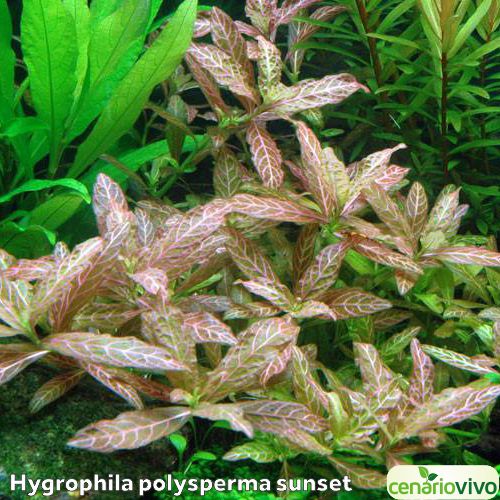 Hygrophila polysperma rosanervig 'sunset'