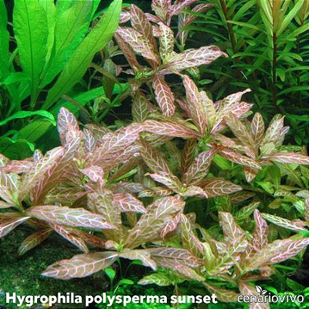 Hygrophila polysperma rosanervig 'sunset'