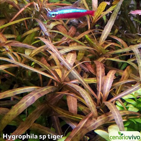 Hygrophila sp Tiger