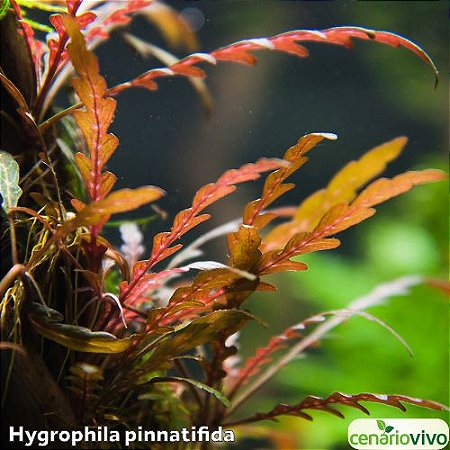Hygrophila pinnatifida