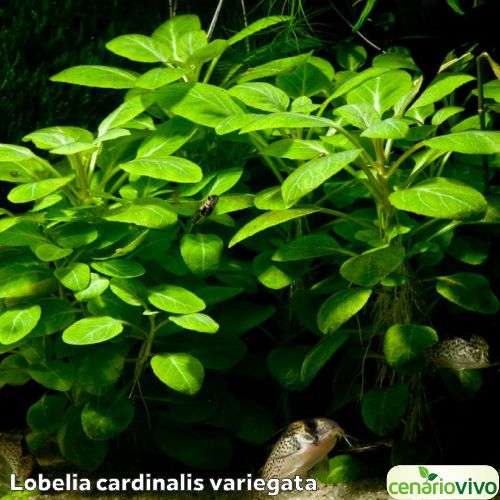 Lobelia cardinalis variegata