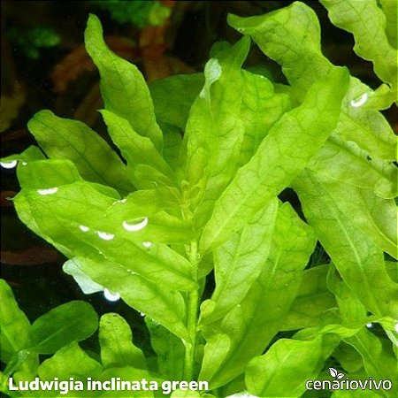 Ludwigia inclinata green