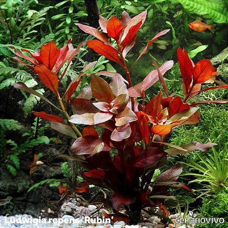 Ludwigia repens Rubin