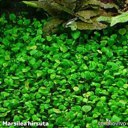 Marsilea hirsuta