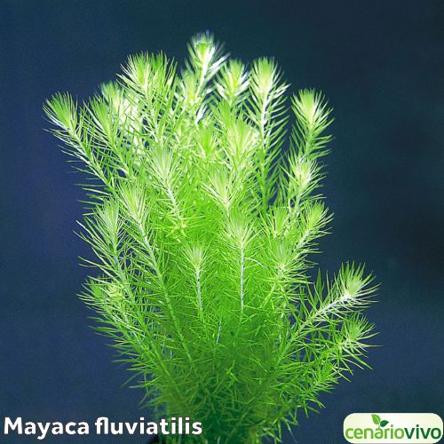 Mayaca fluviatilis