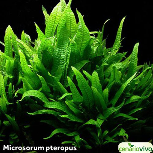 Microsorum pteropus
