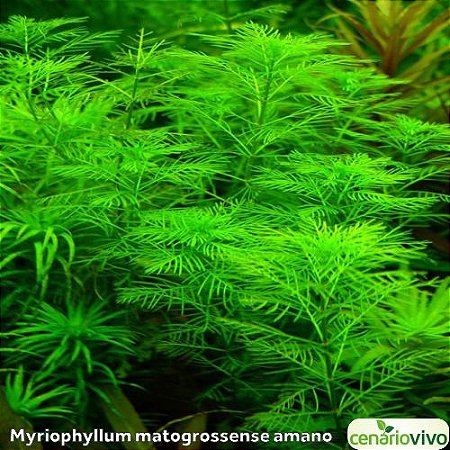 Myriophyllum matogrossense amano