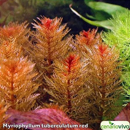 Myriophyllum tuberculatum red