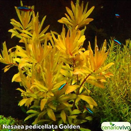 Nesaea pedicellata golden