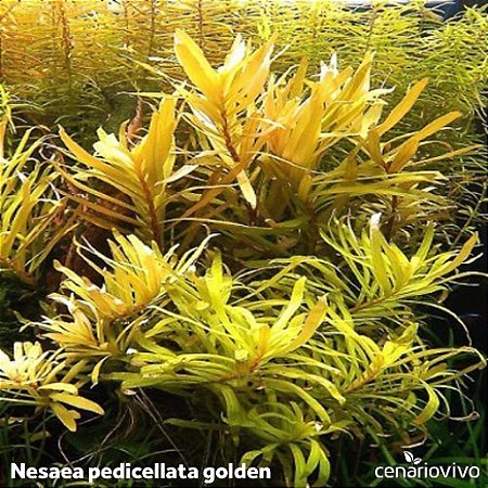 Nesaea pedicellata golden