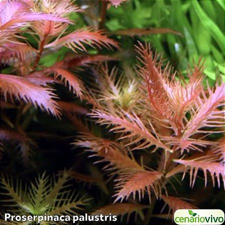 Proserpinaca palustris