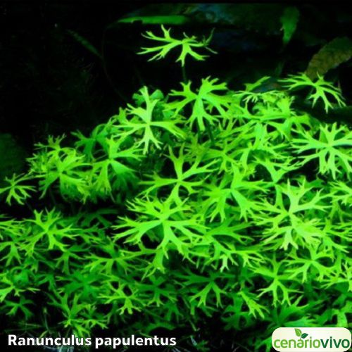 Ranunculus papulentus