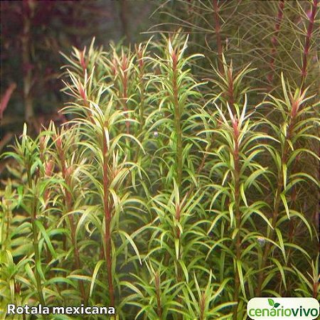 Rotala mexicana