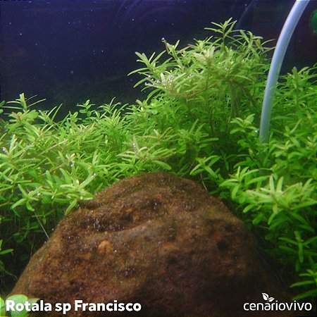 Rotala sp. Francisco