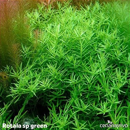 Rotala sp. Green