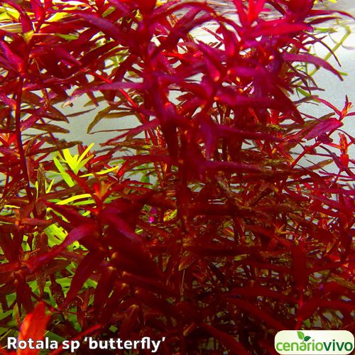 Rotala sp. butterfly