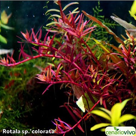 Rotala sp. Colorata