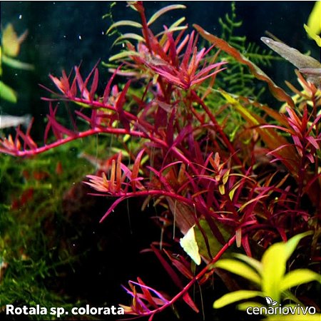 Rotala sp. Colorata