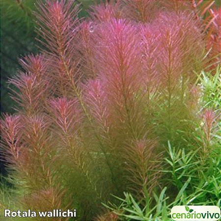 Rotala wallichii