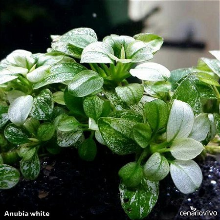 Anubia barteri var. nana White