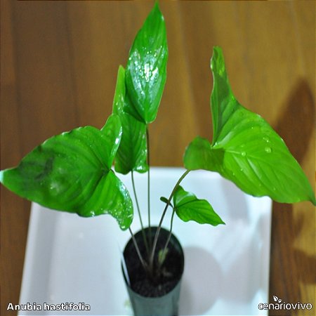 Anubia hastifolia