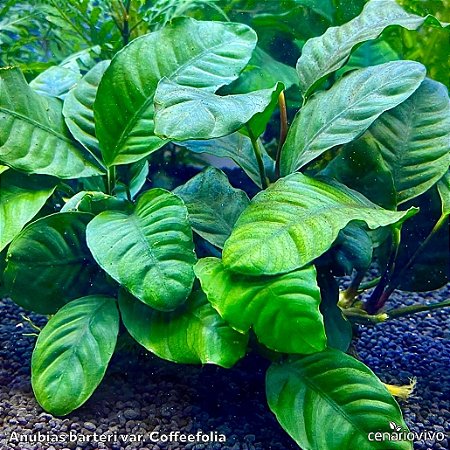 Anubia barteri var. coffeefolia
