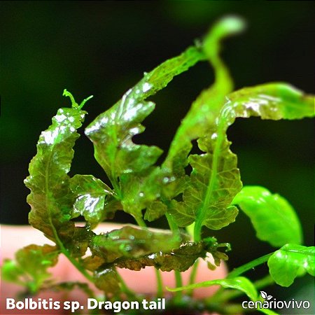 Bolbitis sp. "Dragon tail"